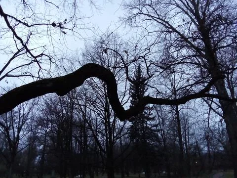 Black branches on a gray background Stock Photos