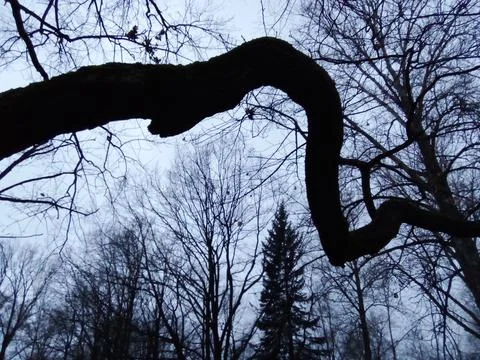 Black branches on a gray background Stock Photos