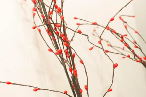Black branches with red  buds Stock Photos