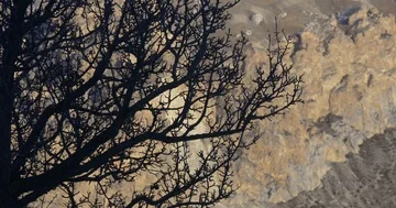 Black branches of a tree Stock Footage 85725978