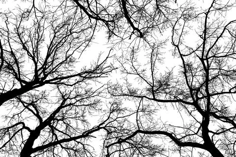 Black branches tree isolated on white. Stockillustratie