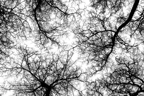 Black branches tree isolated on white. Illustrazione stock