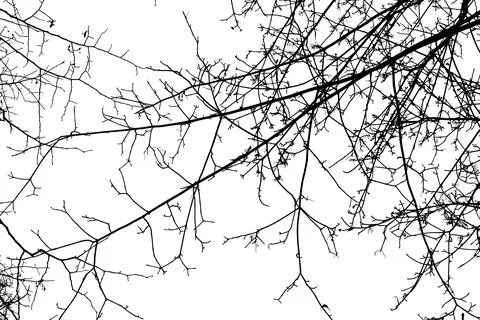 Black branches tree isolated on white. 스톡 일러스트