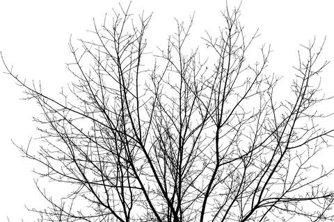 Black branches tree isolated on white. 스톡 일러스트
