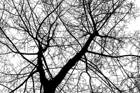 Black branches tree isolated on white. Stock Illustration
