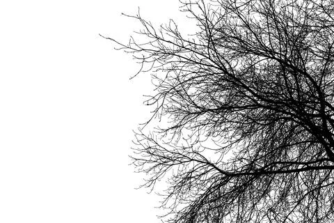 Black branches tree isolated on white. Stock Illustration