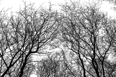 Black branches tree isolated on white. Stock Illustration