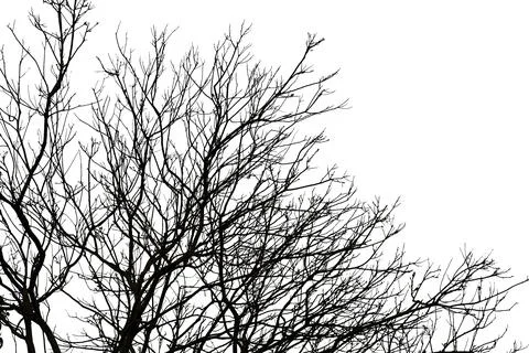 Black branches tree Stock Photos