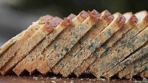 Black bread mold is a common type of fungus. Fungal spoilage Stock Footage 262307865