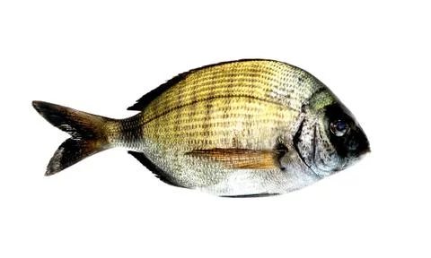 Black Bream Fish Stock Photos
