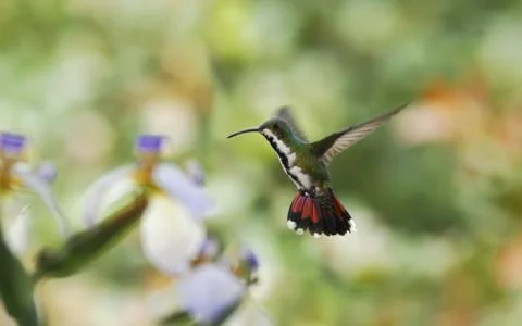 Black-breasted mango, hovering in the air, garden, mountain tropical forest,  Stock Photos