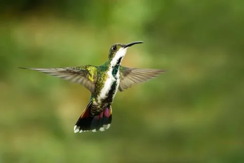 Black-breasted mango, hovering in the air, garden, mountain tropical forest,  Stock Photos