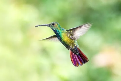 Black-breasted mango, hovering in the air, garden, mountain tropical forest,  Stock Photos