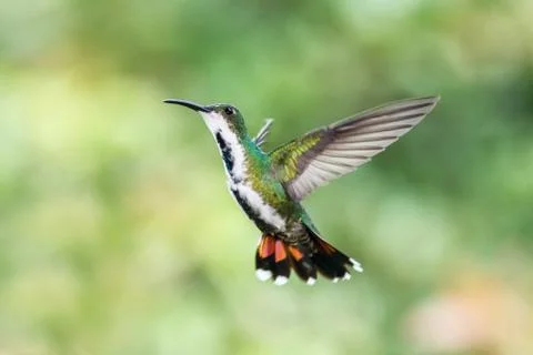 Black-breasted mango, hovering in the air, garden, mountain tropical forest,  Stock Photos
