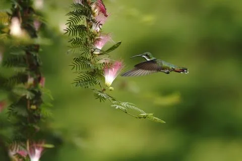 Black-breasted mango, hoveringnext to pink and white mimosa flower, mountain  Stock Photos