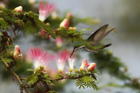 Black-breasted mango, hoveringnext to pink and white mimosa flower, mountain  Stock Photos