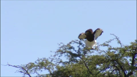 Black-breasted snake-eagle perched in tree before flying away Video stock 95599060