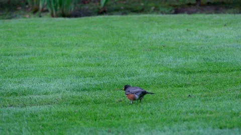 Black-breasted Thrush in a green meadow a bird is looking for a worm to get food Stock Footage 257276670