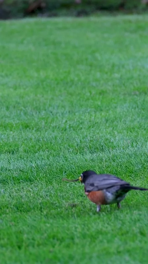 Black-breasted Thrush in a green meadow a bird is looking for a worm to get food Stock Footage 259054651