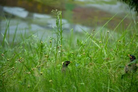 Black breasted thrush or dark throated thrush lush green grassland 库存照片