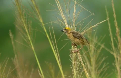 Black breasted weaver Stock Photos