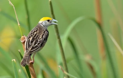 Black-breasted weaver Foto stock