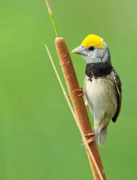 Black-breasted weaver Foto stock