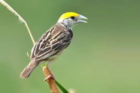 Black-breasted weaver Foto stock