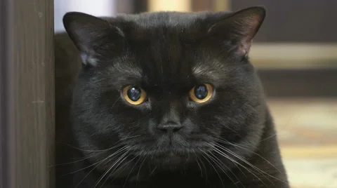Black British cat posing for the camera Vidéo 62373452