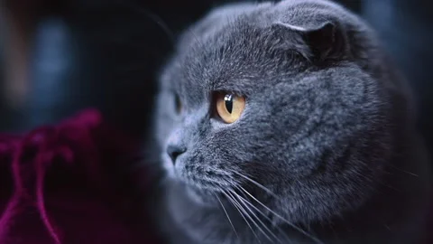 Black british fold cat looking at the window, close up slow motion Stock Footage 219393468