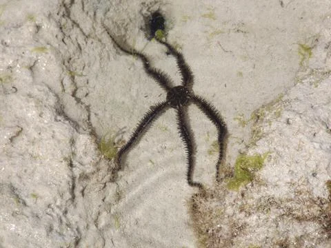 Black Brittle Starfish Stock Photos