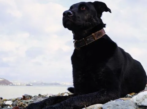 Black brooding dog with bright eye on the background of the sea bay and the h Stock Photos
