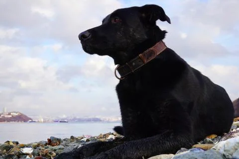 Black brooding dog with bright eye on the background of the sea bay of Russia Stock Photos