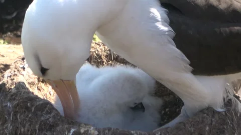 Black-browed albatross caring for chick in nest close-up, Falkland Islands, 4K Stock Footage 331354801