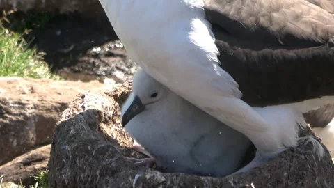 Black-browed albatross caring for chick close-up, Falkland Islands, 4K Stock Footage 331354805