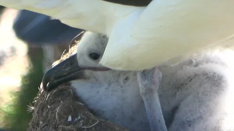 Black-browed albatross chick close-up resting in nest, Falkland Islands, 4K Stock Footage 331354803