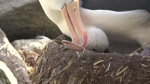 Black-browed albatross chick close-up with parent in nest, Falkland Islands, 4K Stock Footage 331354810