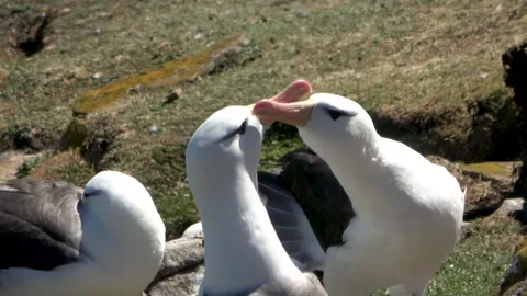 Black-browed albatross pair bonding beak touching behavior, Falkland Islands, 4K Vídeos de archivo 331317853