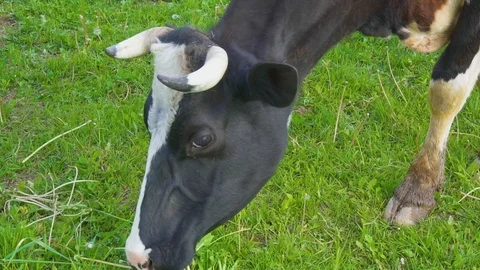 Black, brown and white cows on a grassy field on a bright and sunny day Stock Footage 108932264