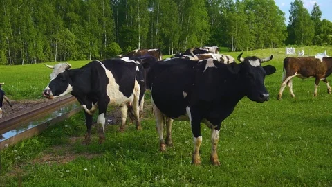 Black, brown and white cows on a grassy field on a bright and sunny day Stock Footage 108932400