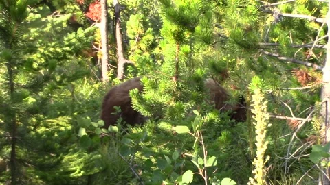 Black (Brown) bear in the wild Stock Footage 146151225