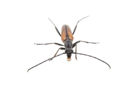 Black brown bug on a white background Stock Photos