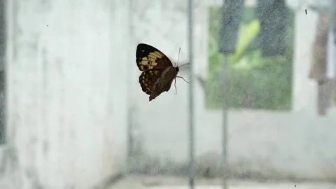 Black brown butterflies Stock-Footage 235922602
