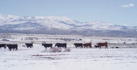 Black Brown cows on snow covered plain, snowy mountains blue clear sky Vidéo 219315979
