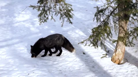 Black-brown fox in the forest Stock Footage 152533067