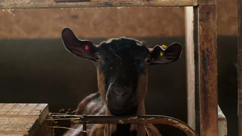 Black-brown goat in the pen Stock Footage 194547527