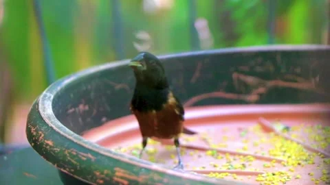 Black brown tropical bird pecking seeds at feeding station Parque das Aves .. Vídeos de archivo 344237397