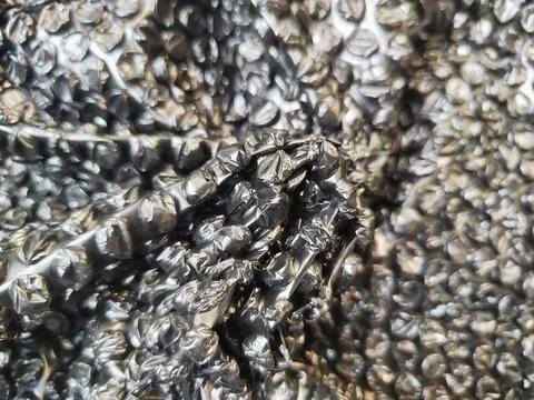 Black bubble wrap. Dotted abstract template background Stock Photos