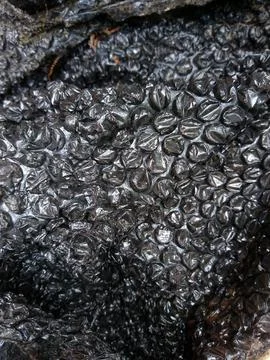 Black Bubble Wrap Plastic Texture Close Up Background Stock Photos