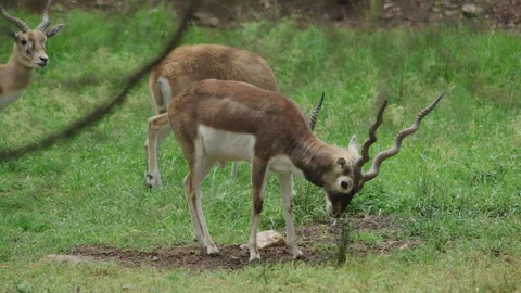 Black Buck Deer Stock Footage 291780192
